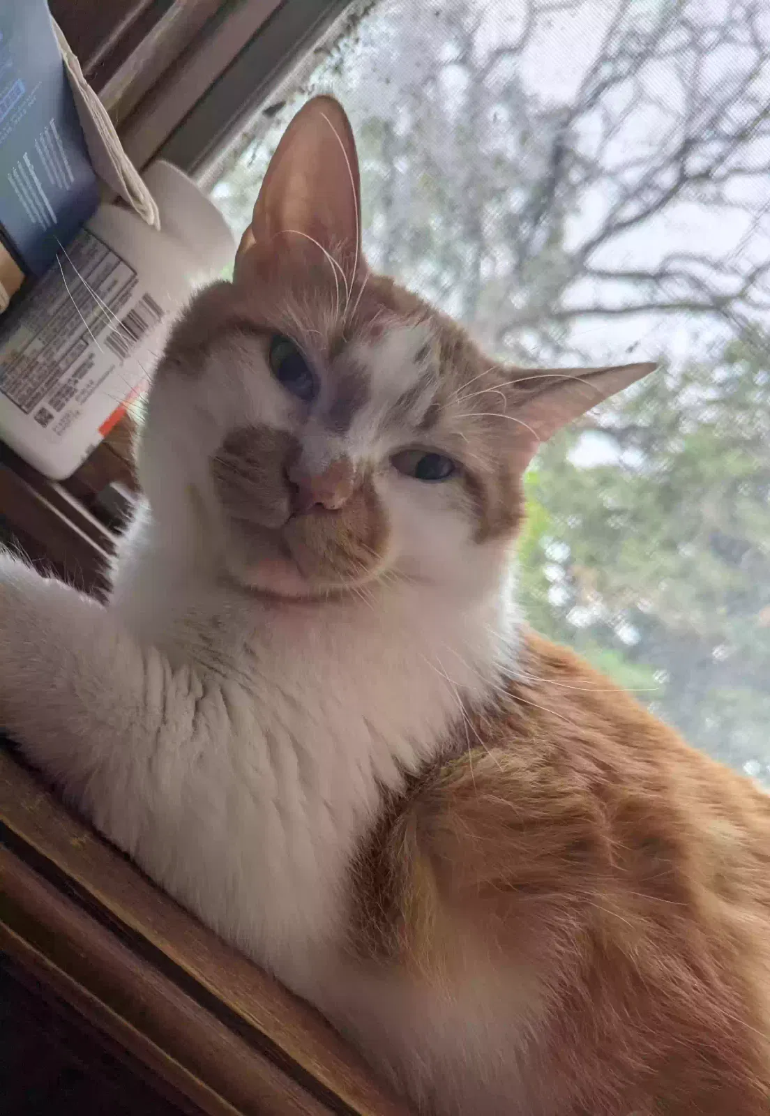 Lost cat in Lakeville, MN, 55044