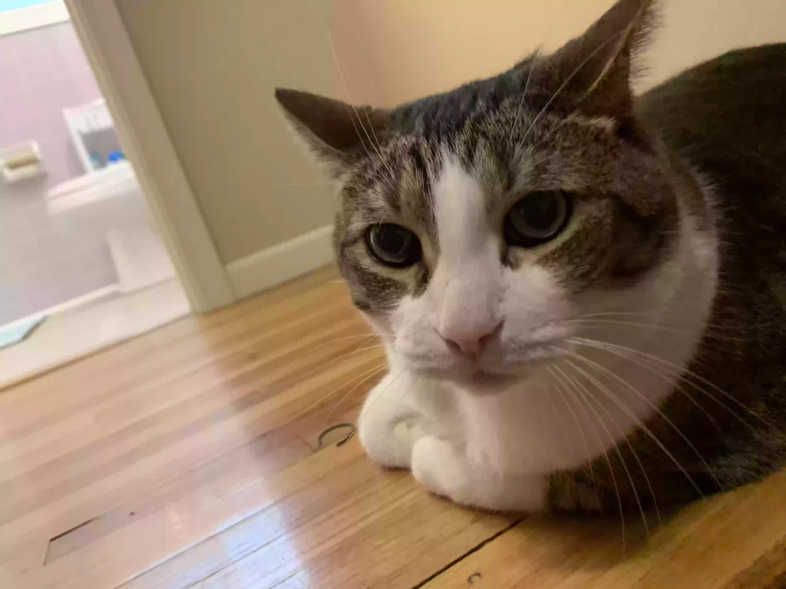 Lost cat in Saint Paul, MN, 55106