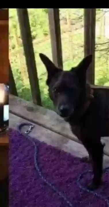 Lost dog in Park Rapids, MN, 56470