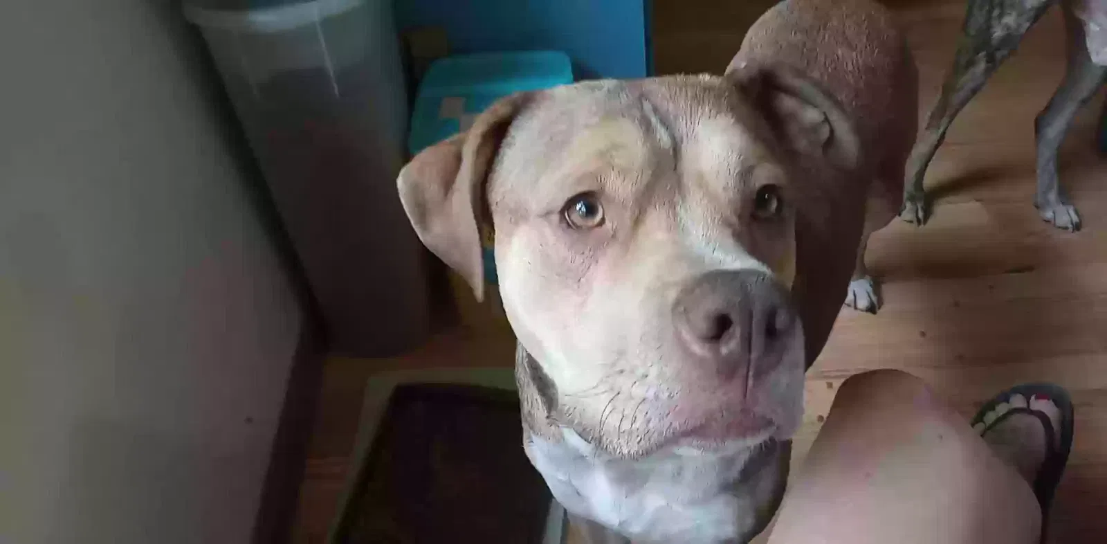Lost dog in Scott Depot, WV, 25560