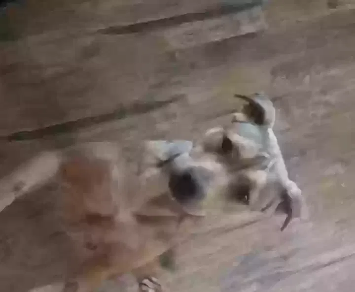 Lost dog in Scott Depot, WV, 25560