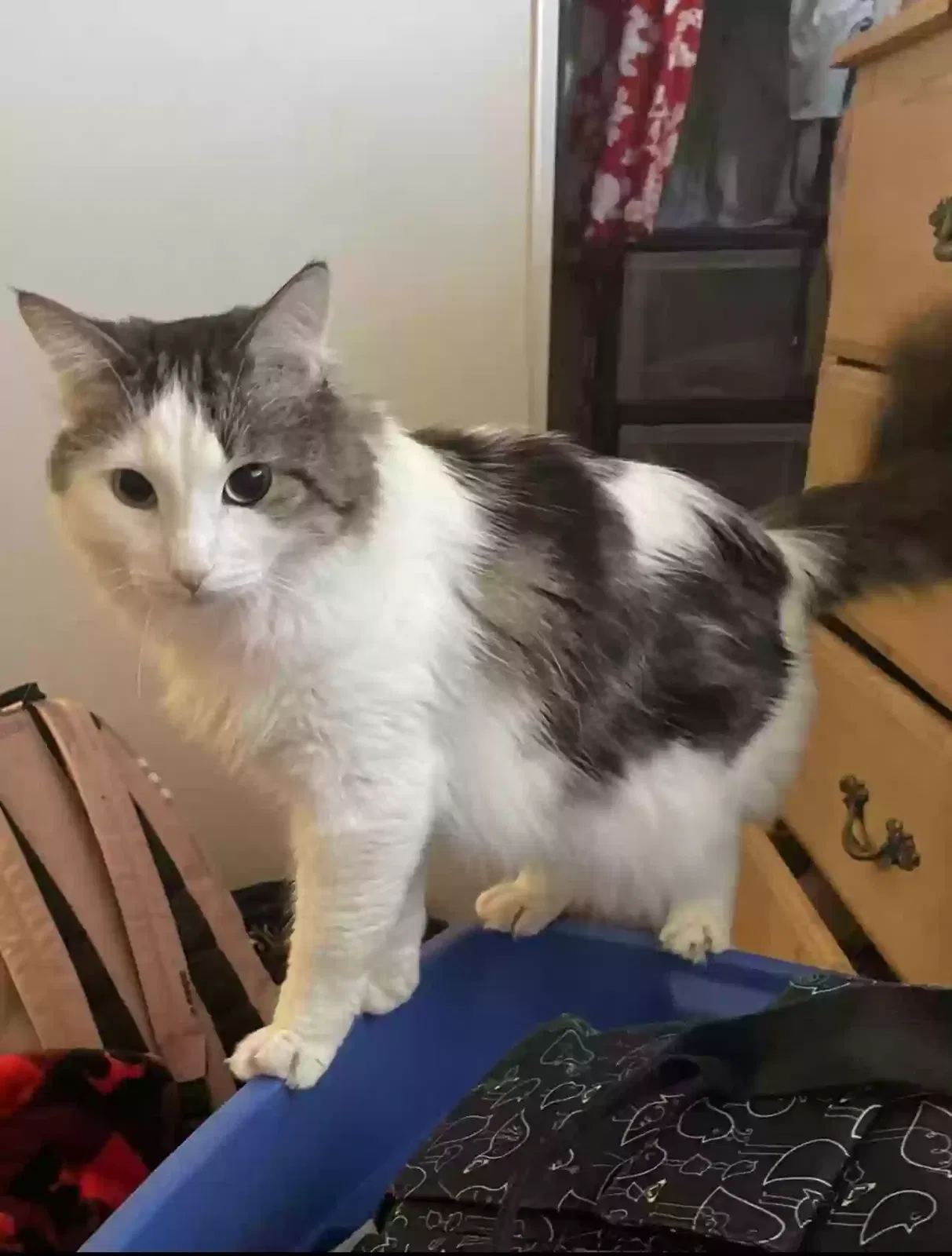 Lost cat in Las Vegas, NV, 89115