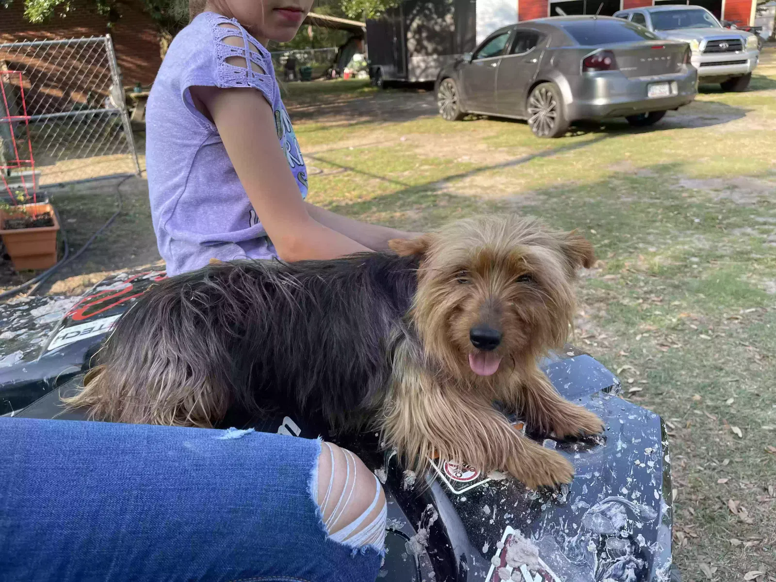 Lost dog in Rowland, NC, 28383