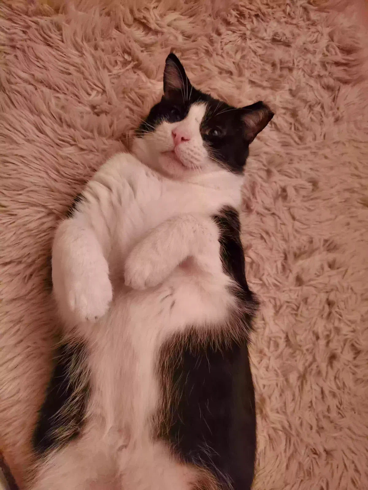 Found cat in Oklahoma City, OK, 73116