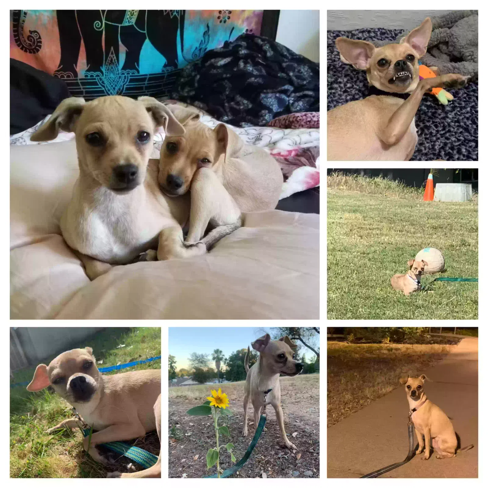 Lost dog in Citrus Heights, CA, 95610