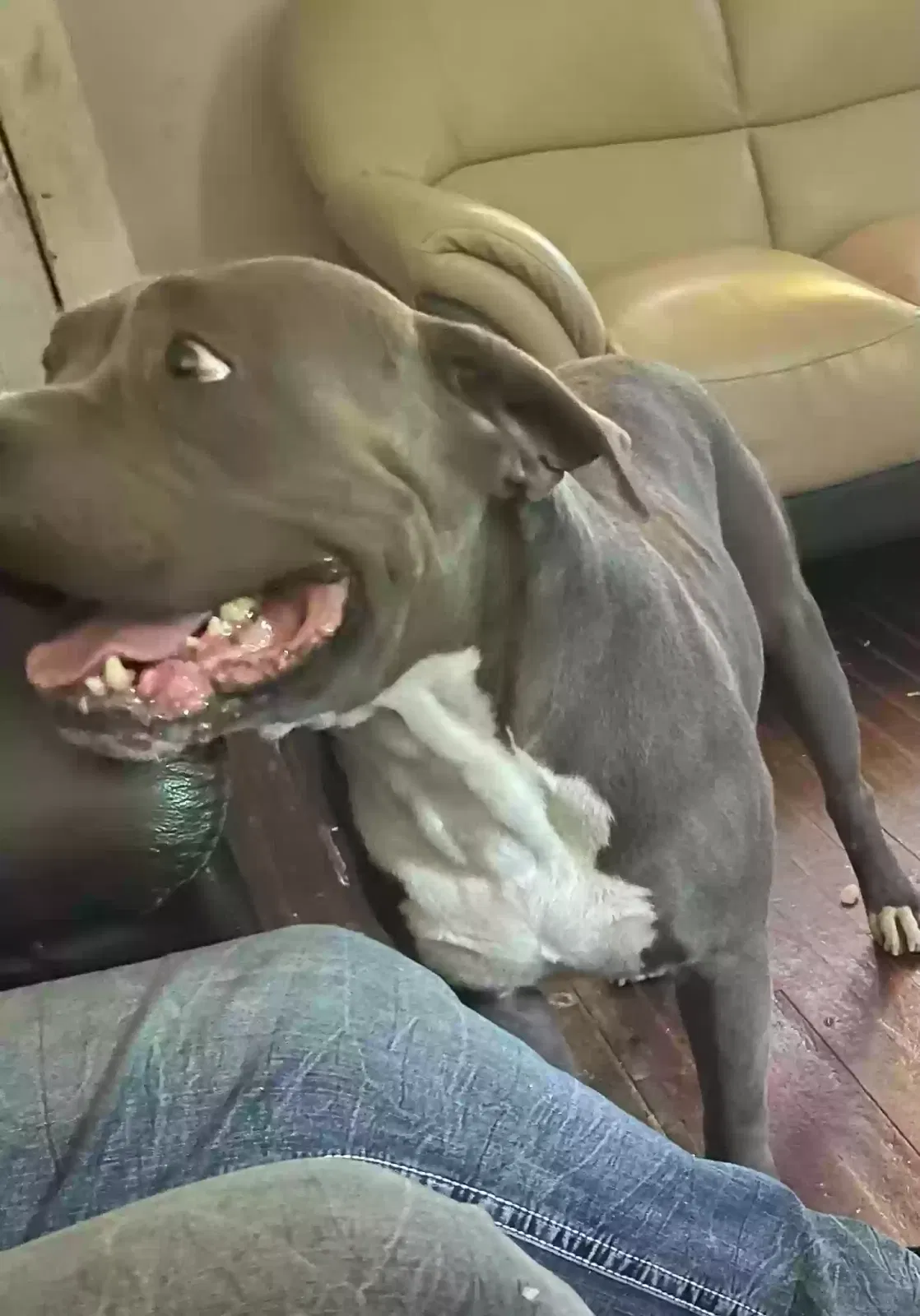 Lost dog in Detroit, MI, 48210
