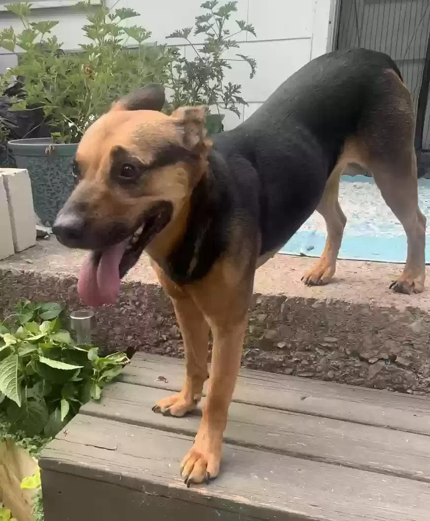 Lost dog in Lebanon, TN, 37087