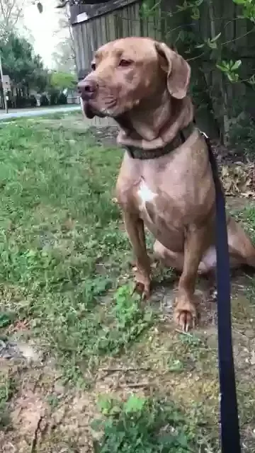 Lost dog in Clifton, VA, 20124