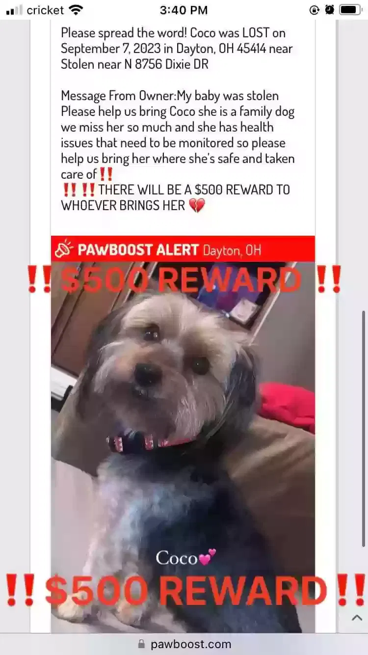 Lost dog in Dayton, OH, 45405