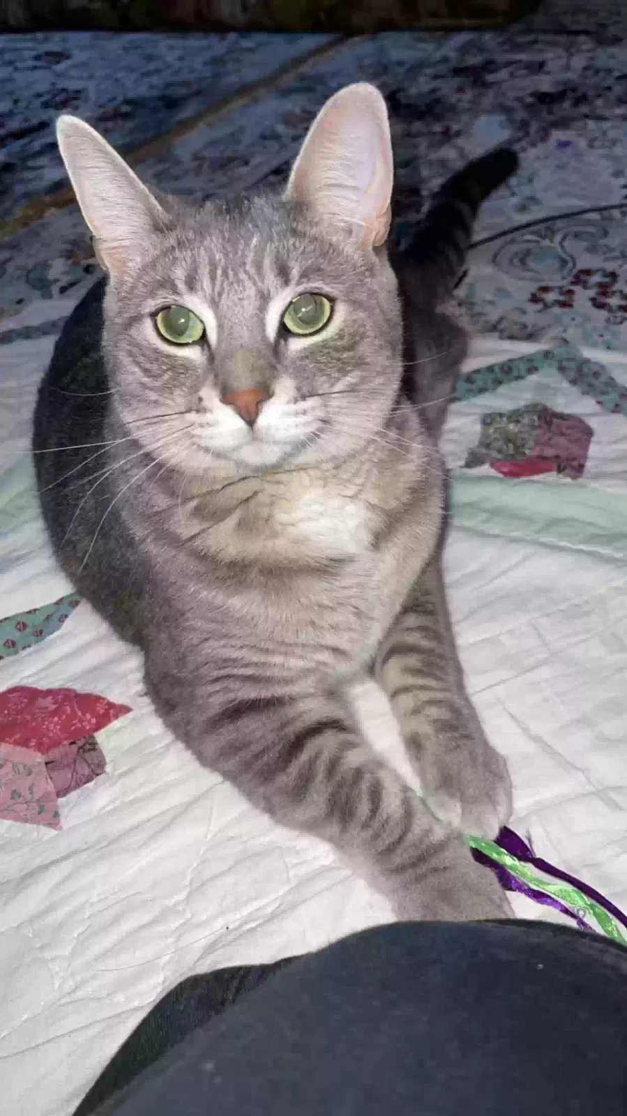 Lost cat in Buffalo, NY, 14228