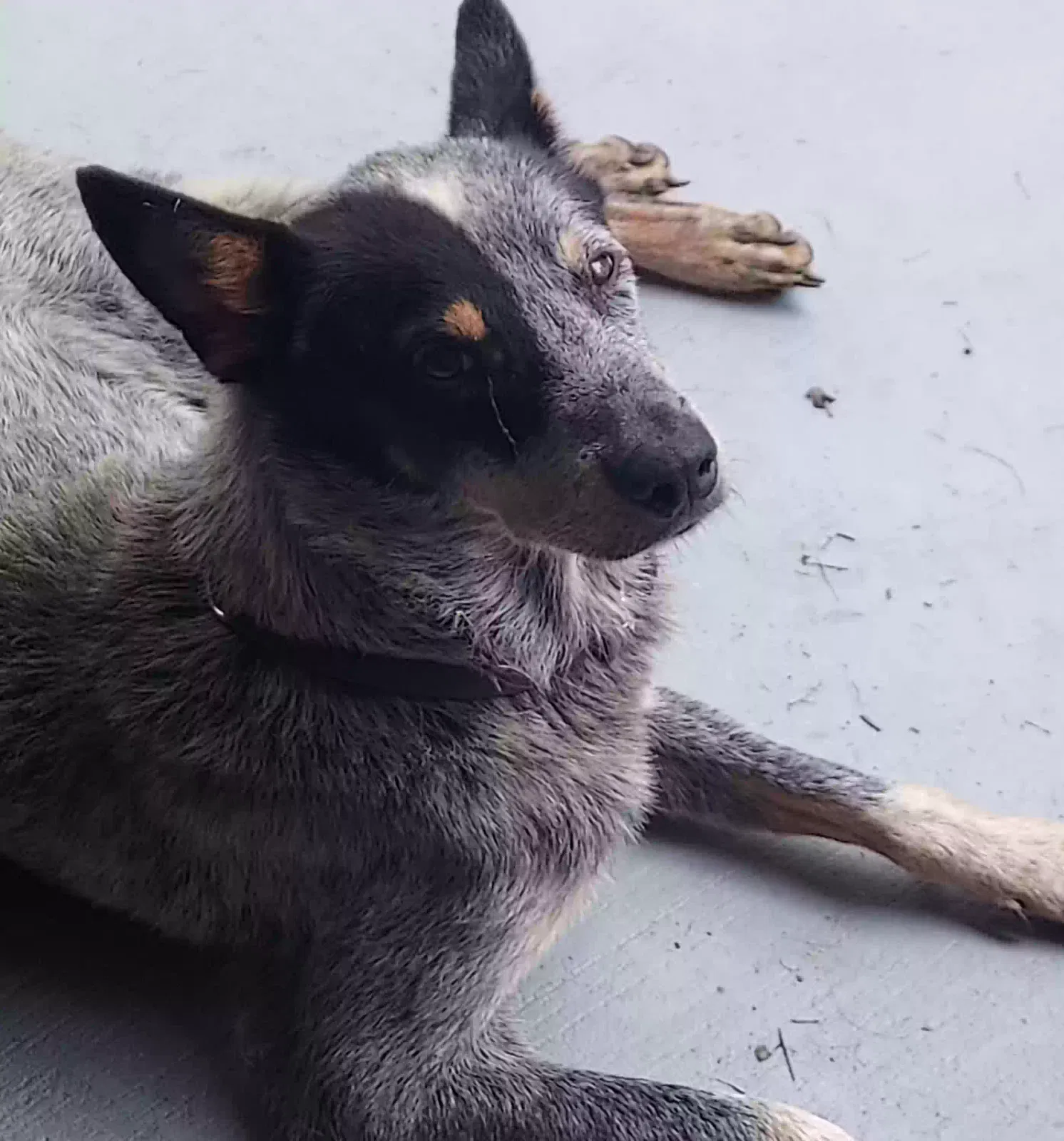 Found dog in Ideal, GA, 31041