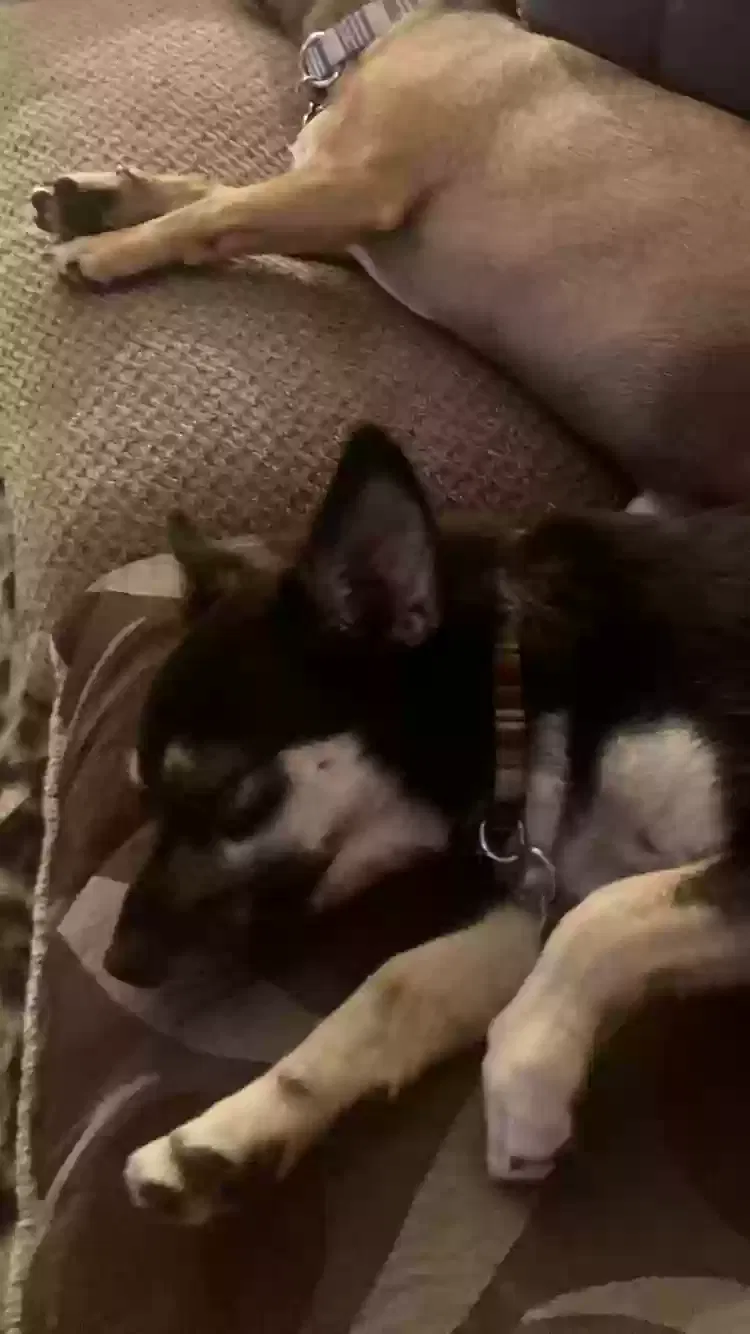 Lost dog in Oceanside, CA, 92056