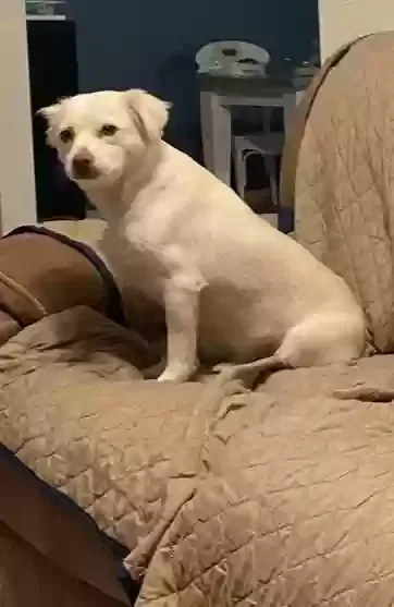 Lost dog in Glendale, AZ, 85302