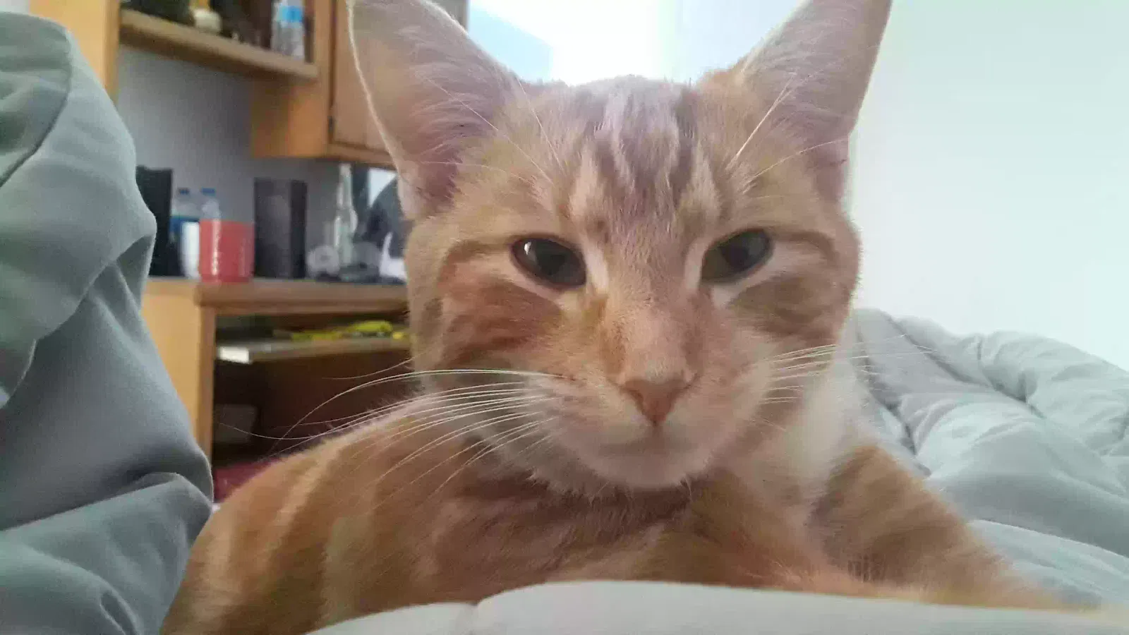 Lost cat in Grand Prairie, TX, 75050