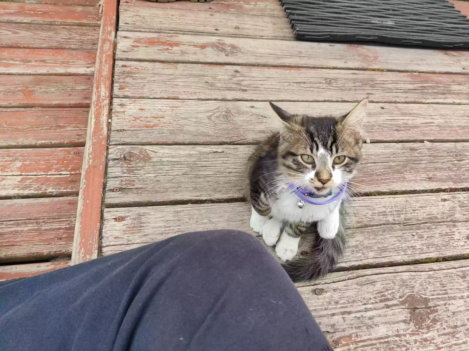 Found cat in Berlin, WI, 54923