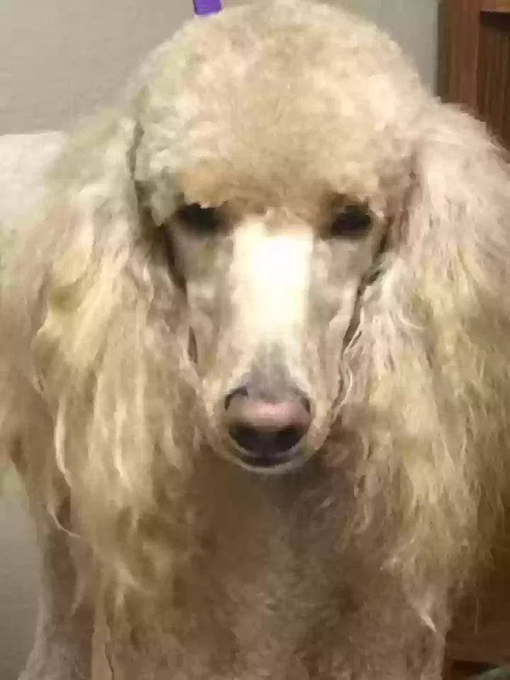 Lost dog in Vancouver, WA, 98684
