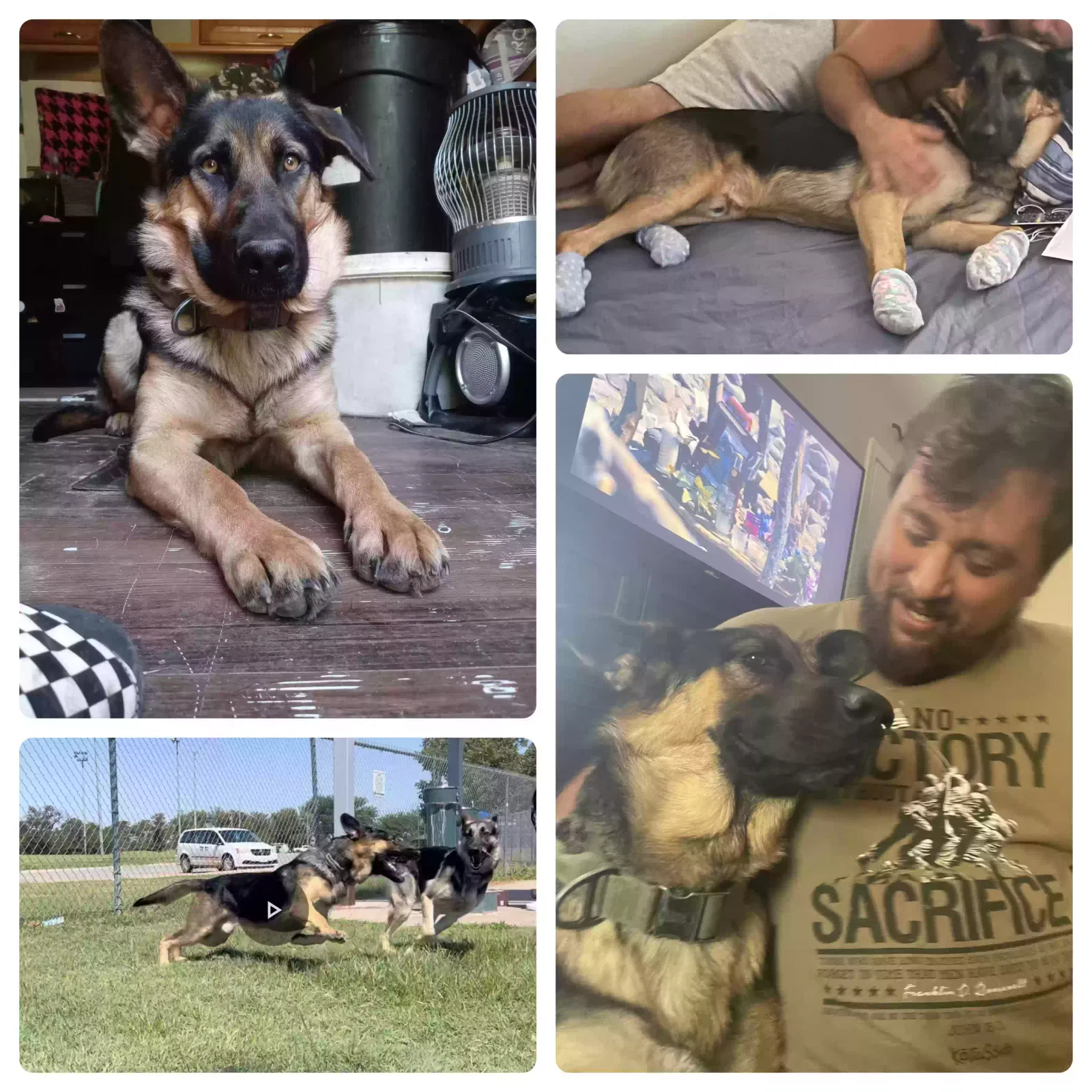 Lost dog in Enid, OK, 73701
