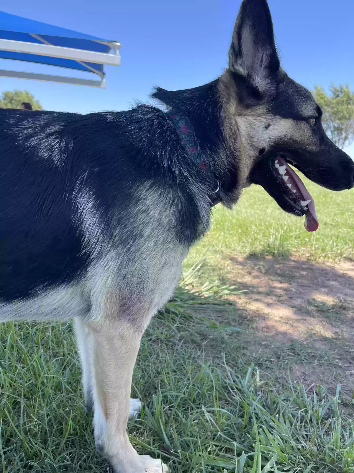 Lost dog in Enid, OK, 73701