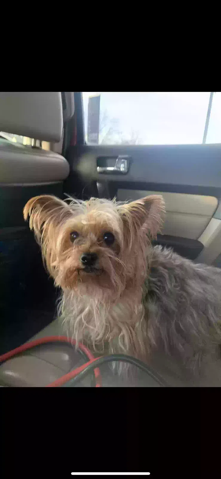 Lost dog in Colorado Springs, CO, 80910