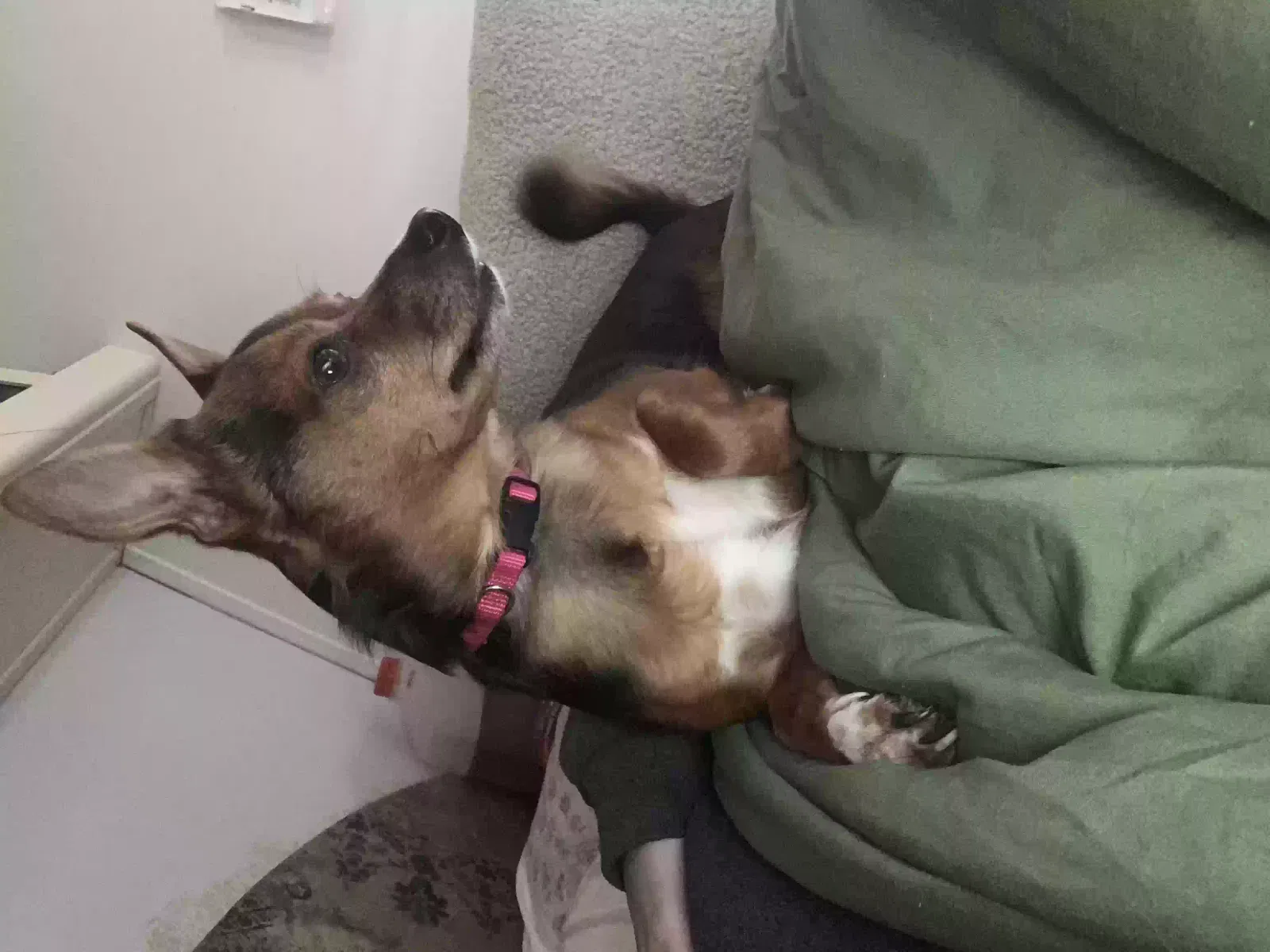 Lost dog in Spring Branch, TX, 78070