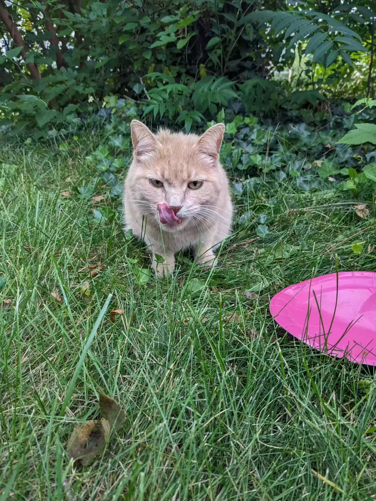 Found cat in Grand Rapids, MI, 49548