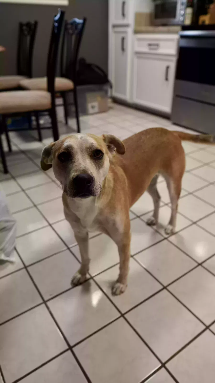 Found dog in Round Rock, TX, 78681