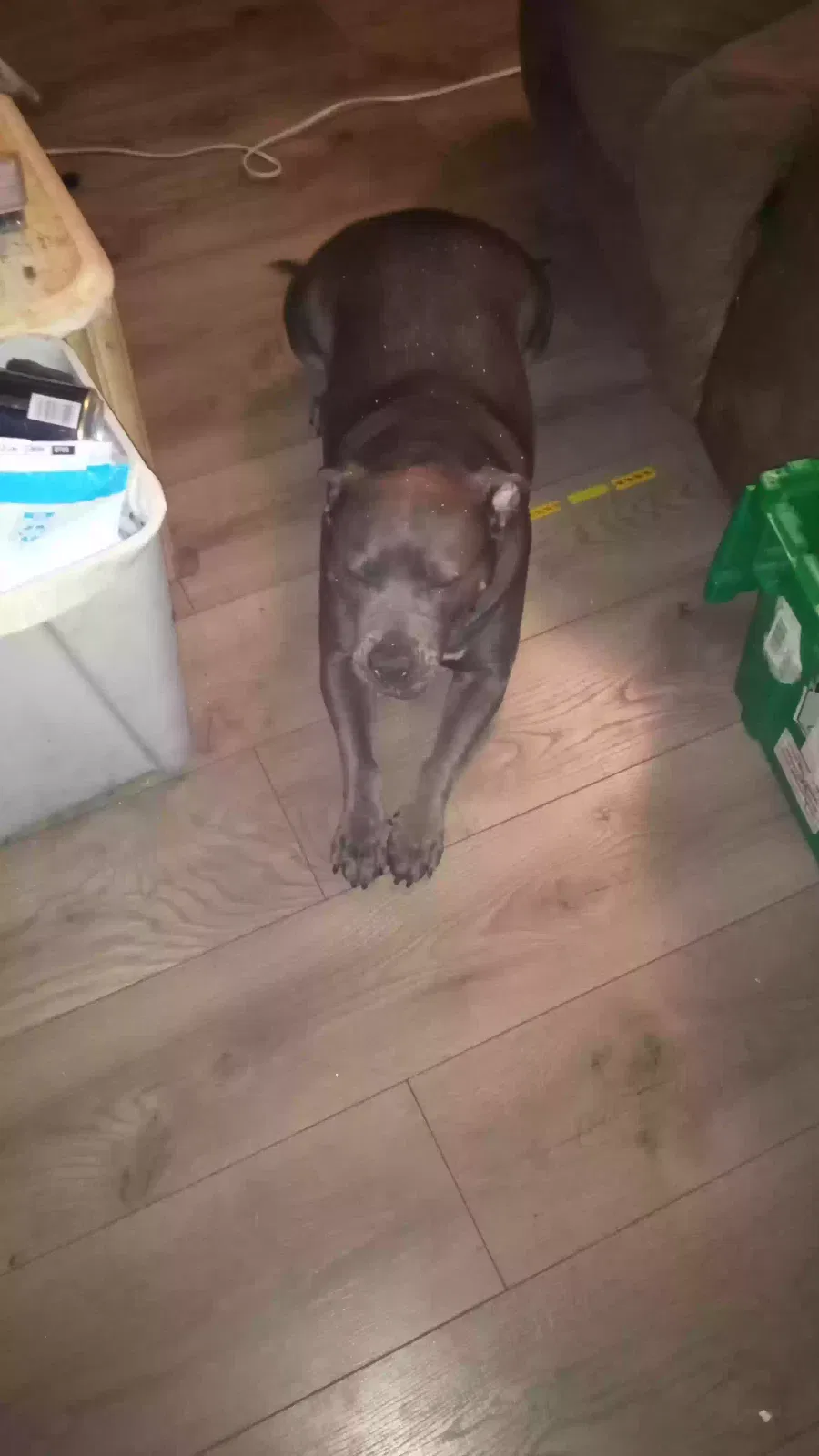 Found dog in Phoenix, AZ, 85022