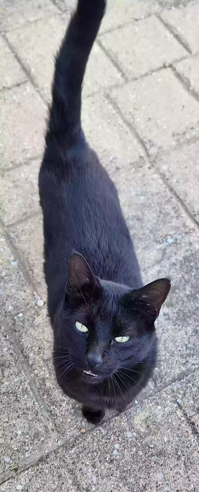 Lost cat in Mountain View, AR, 72560