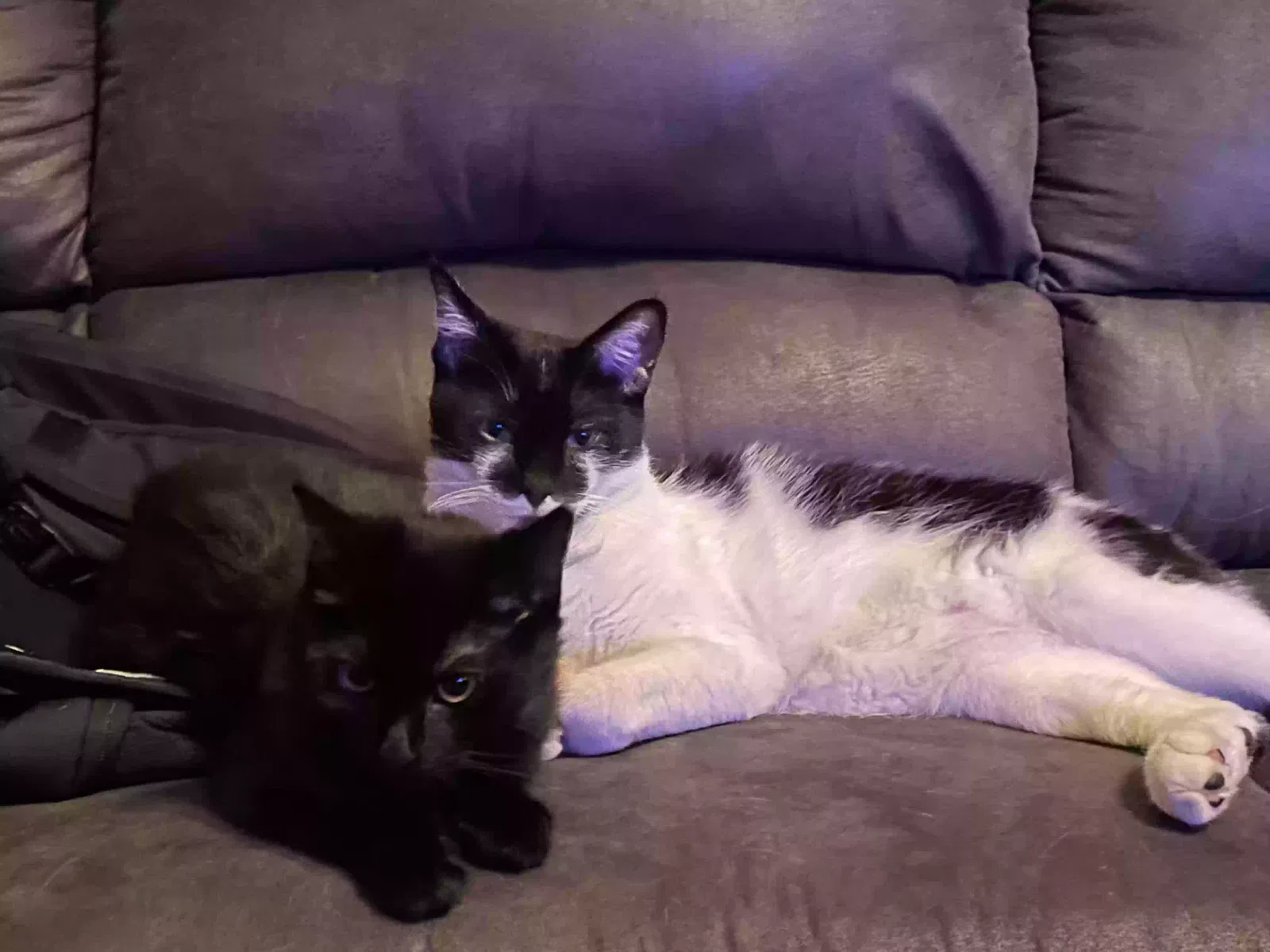 Lost cat in Springfield, MO, 65807
