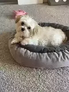 Lost dog in Fishers, IN, 46037