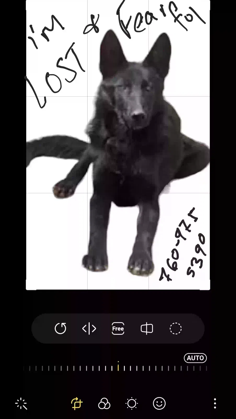 Lost dog in Escondido, CA, 92026