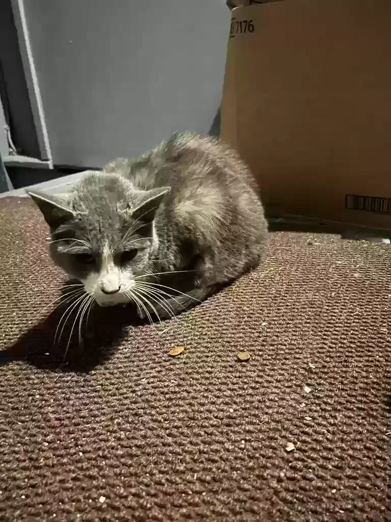 Found cat in Chicago, IL, 60659