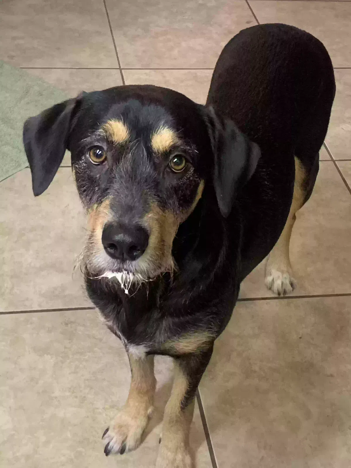 Lost dog in Loomis, CA, 95650