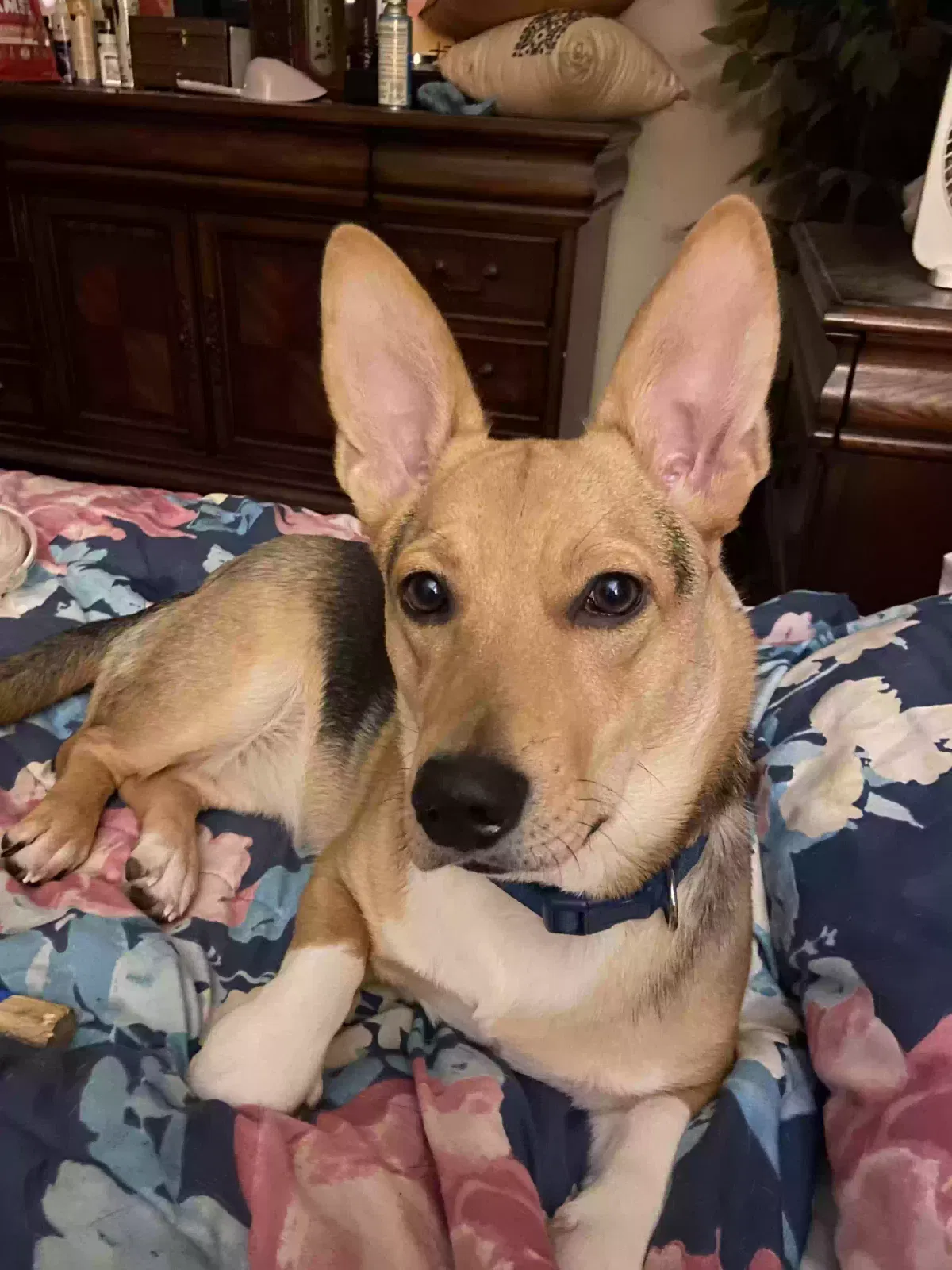 Lost dog in Splendora, TX, 77372
