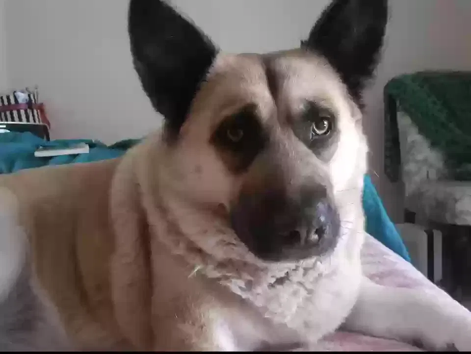 Lost dog in San Antonio, TX, 78233