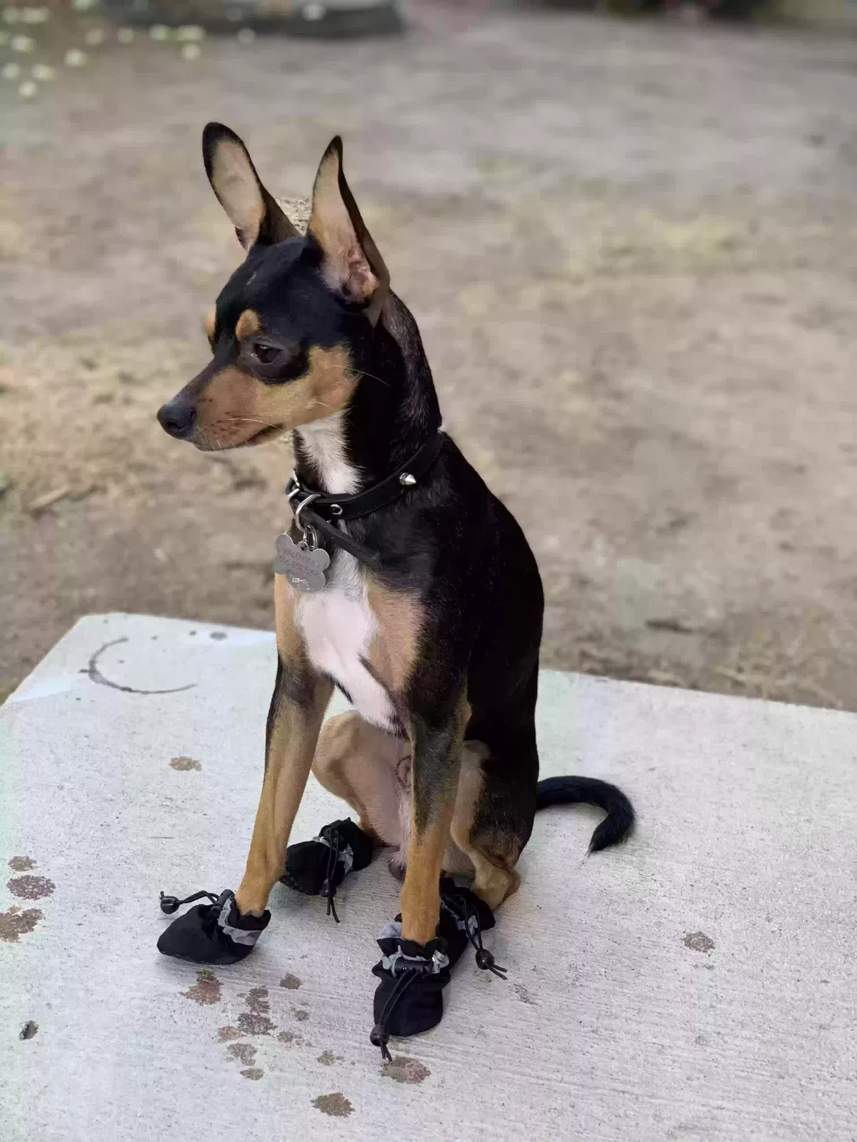 Lost dog in Los Angeles, CA, 90003