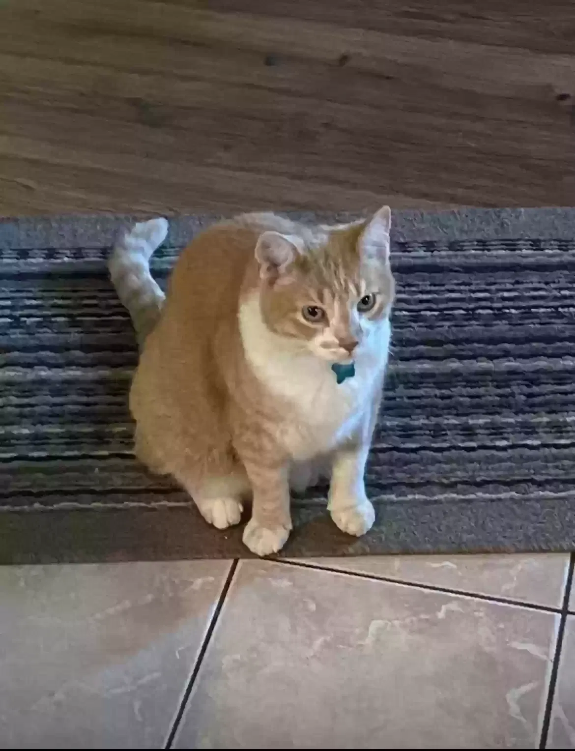 Lost cat in Baton Rouge, LA, 70817