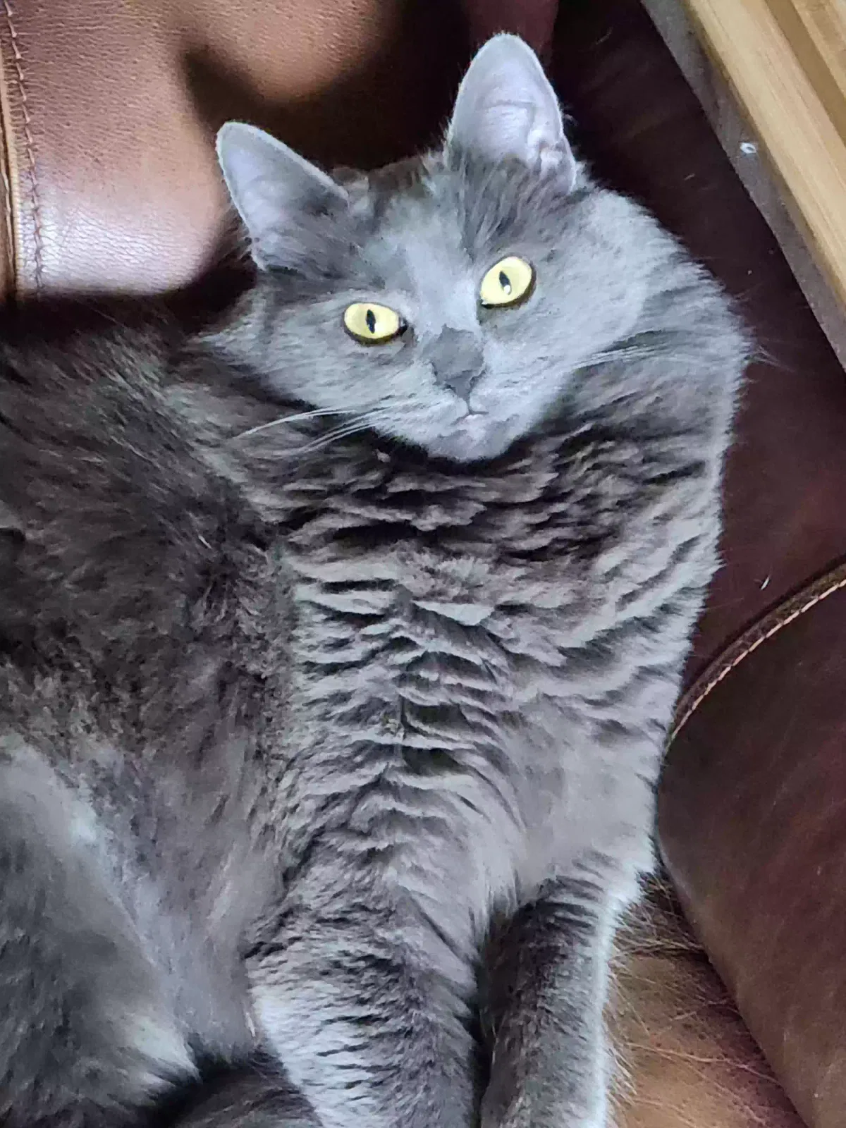 Lost cat in Whitmore Lake, MI, 48189