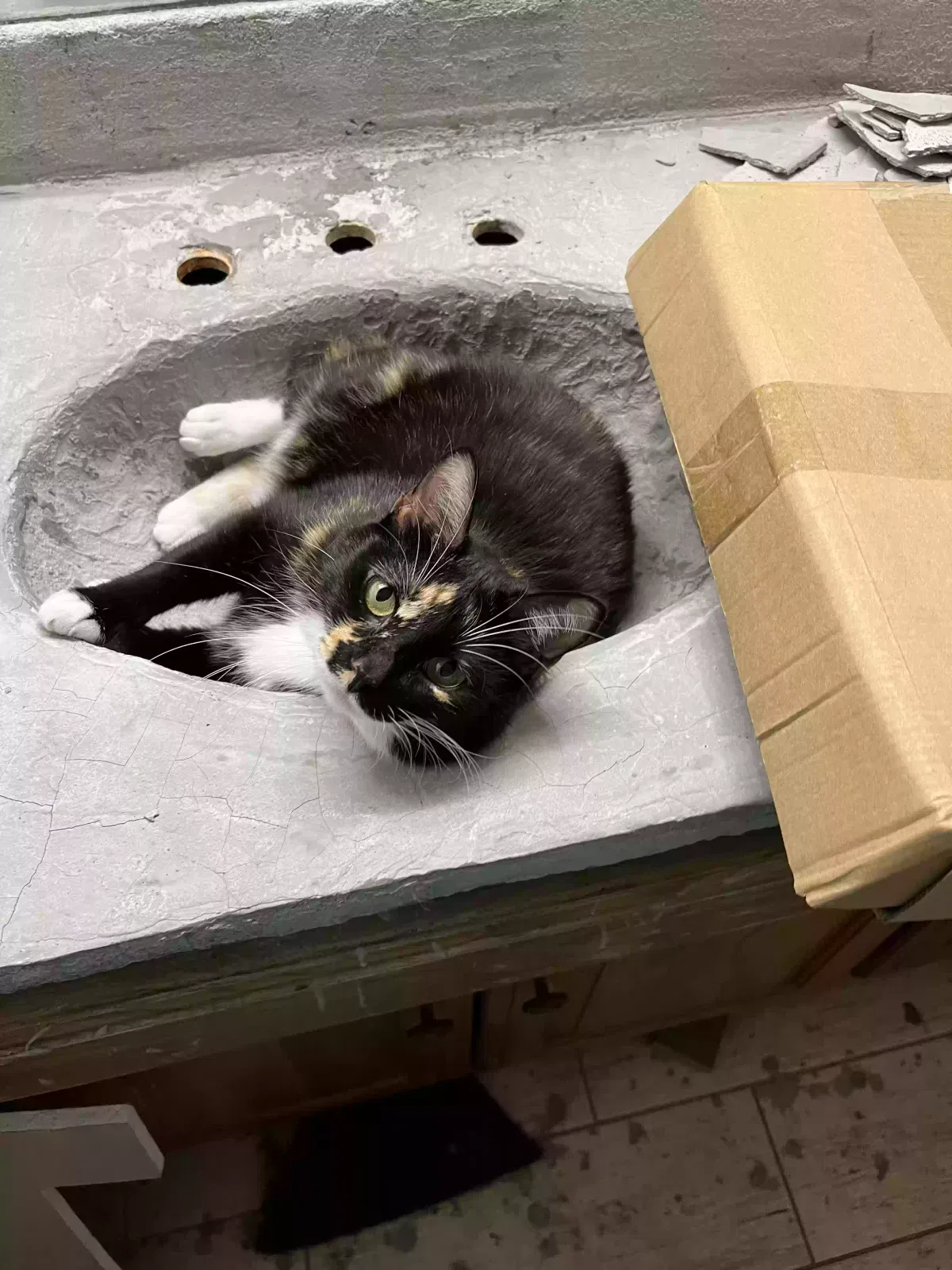 Lost cat in Oklahoma City, OK, 73162