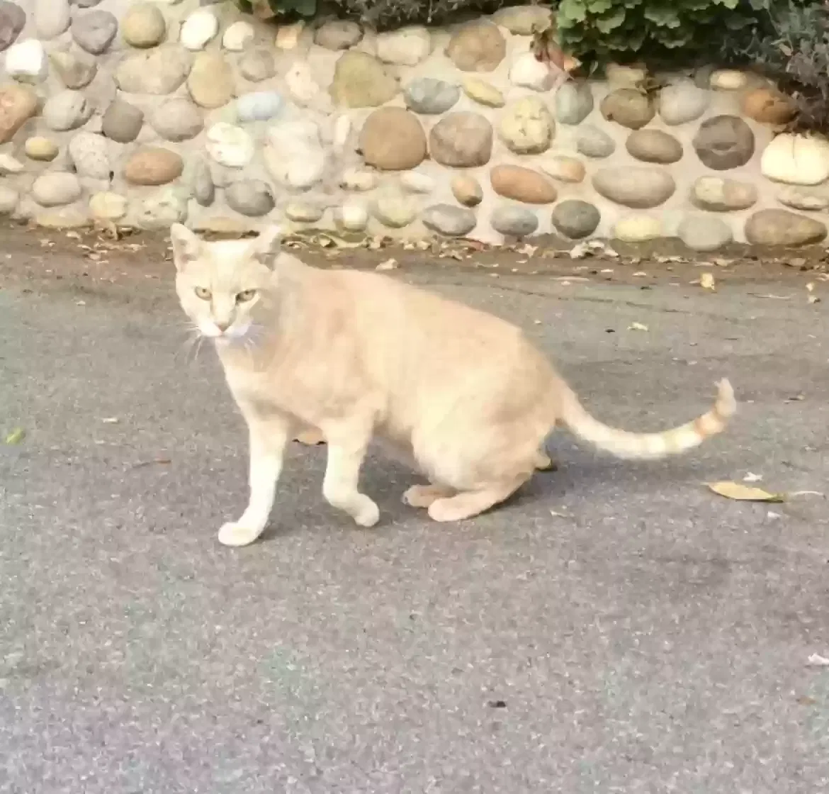 Lost cat in Los Gatos, CA, 95033