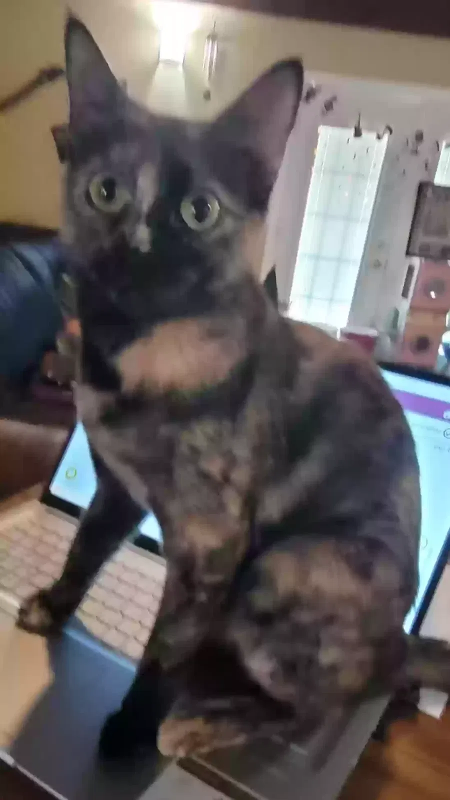 Lost cat in Atlanta, GA, 30360