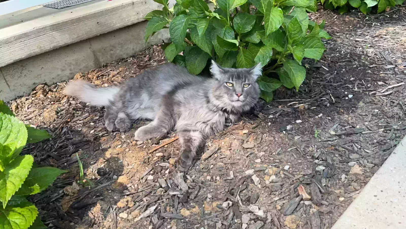 Lost cat in Brandenburg, KY, 40108