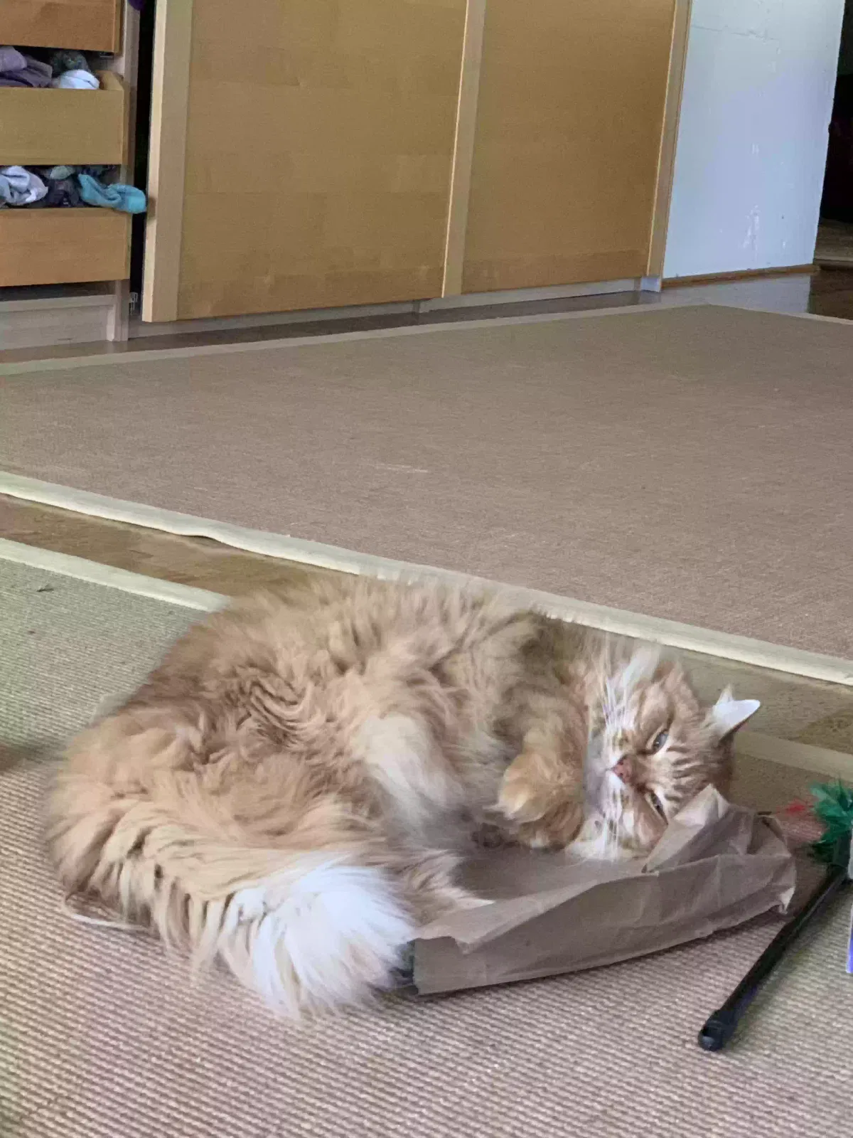Lost cat in Longview, WA, 98632
