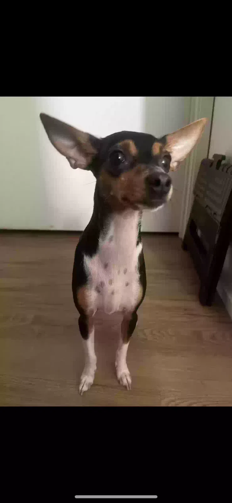 Lost dog in Napa, CA, 94558