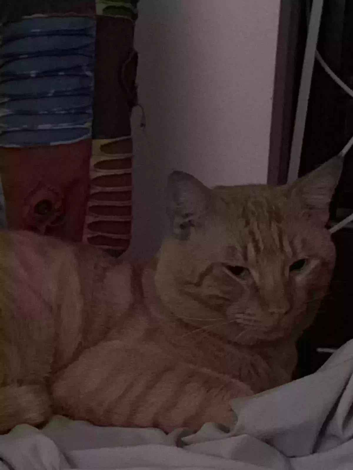 Lost cat in Tampa, FL, 33606
