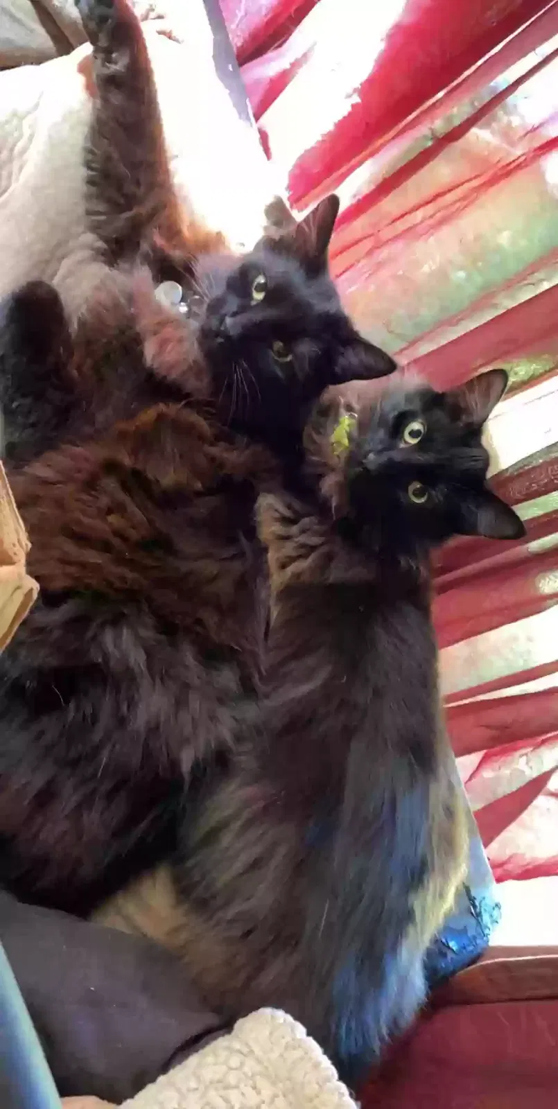 Lost cat in Lynnwood, WA, 98037