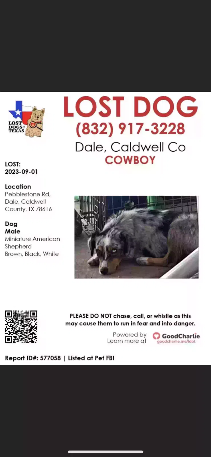 Lost dog in Dale, TX, 78616