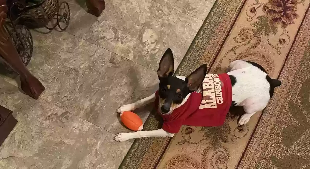 Lost dog in Irvington, AL, 36544