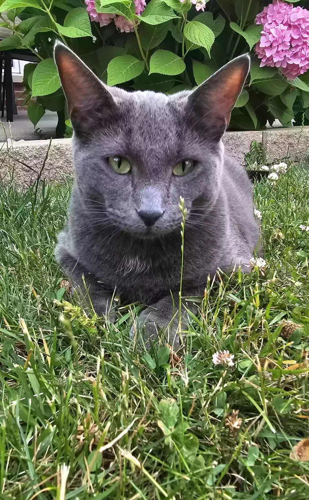 Lost cat in Franklin Park, IL, 60131