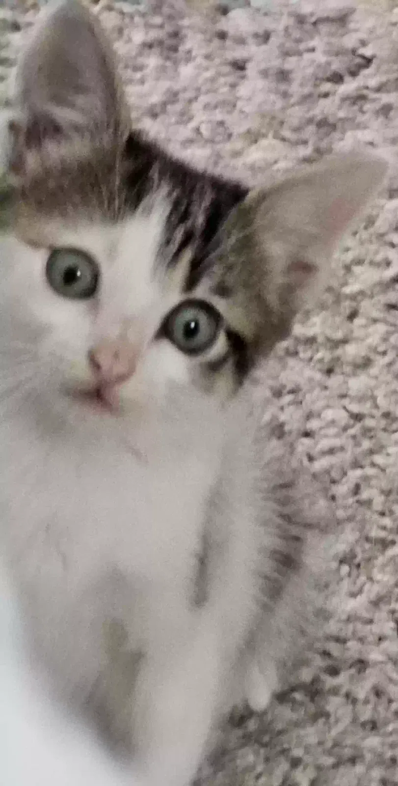 Found cat in King, NC, 27021
